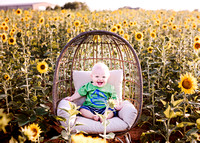 Lucas - Sunflower Field